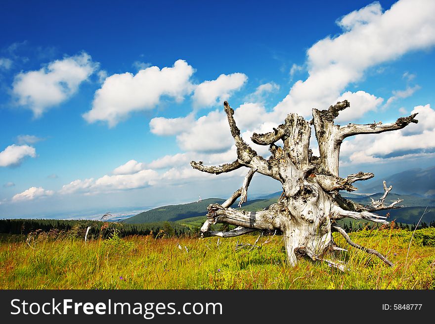Old tree and cloudy sky