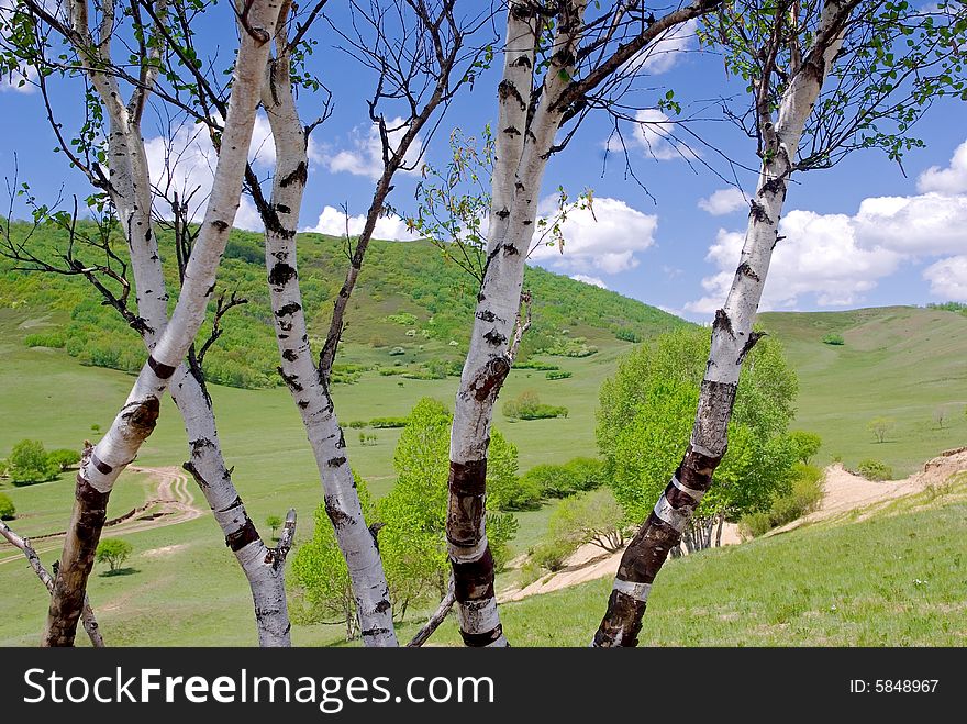 Birch with grassland and blue sky.