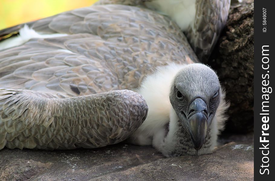 Close up photo of a vulture. Close up photo of a vulture