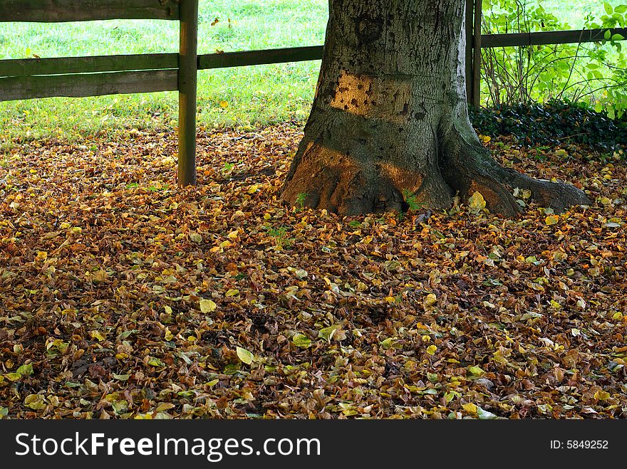 Detail of ground with a russet bed and a trunk.