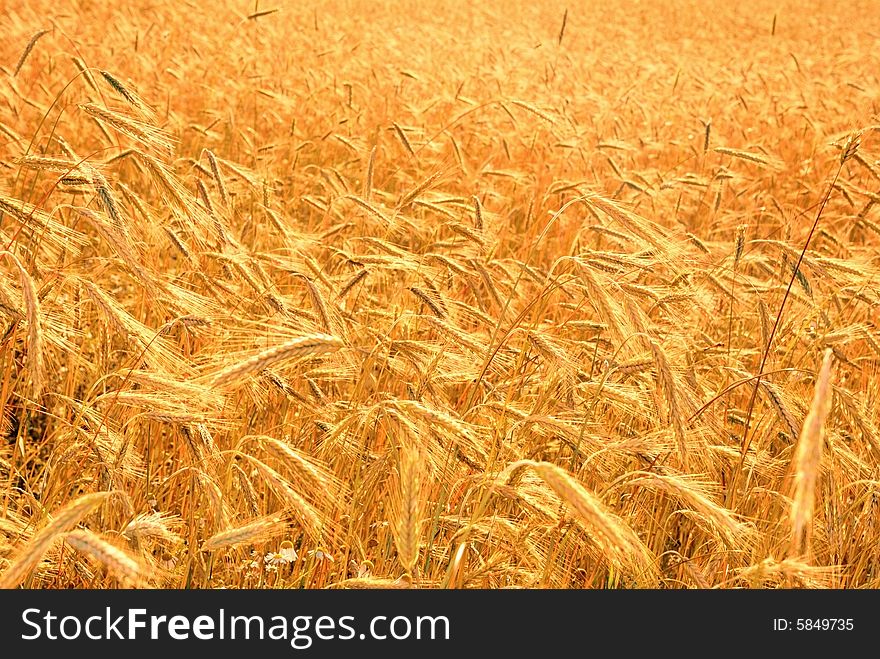 Harvest of the golden wheat big field corn cultures