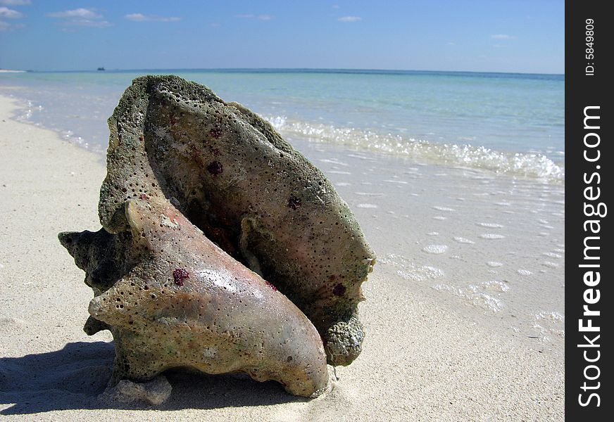 The close view of a shell on Our Lucaya town beach on Grand Bahama Island, The Bahamas. The close view of a shell on Our Lucaya town beach on Grand Bahama Island, The Bahamas.