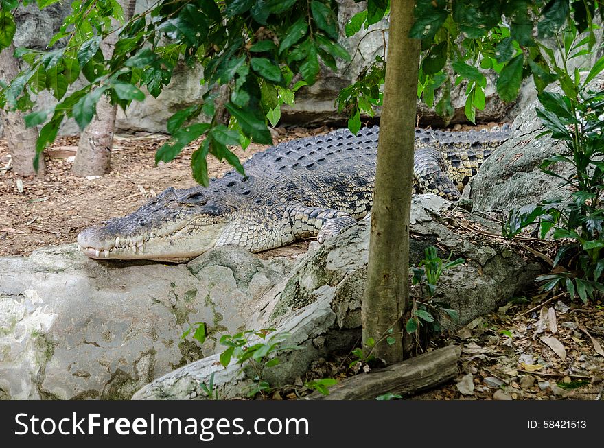 One crocodile sleep in the zoo