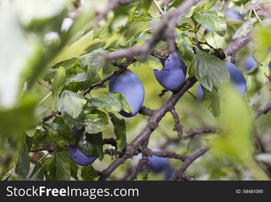 Naturally grown plums in local garden. Naturally grown plums in local garden