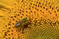 Bee On Sunflower Stock Image Bee On Sunflower Stock Image