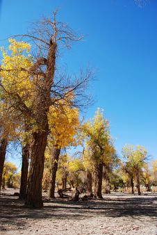Golden Yellow Poplar Tree And Blue Color Sky Stock Photography Golden Yellow Poplar Tree And Blue Color Sky Stock Photography