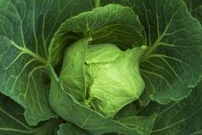 Cabbage Royalty Free Stock Photo Cabbage Royalty Free Stock Photo