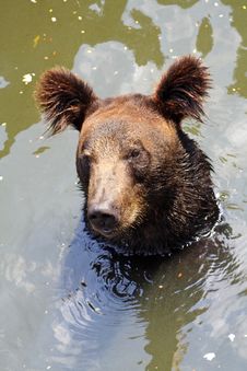 Brown Bear Stock Photos Brown Bear Stock Photos