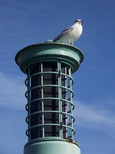 Seagull Stock Image Seagull Stock Image
