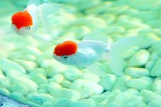 Goldfish Stock Photos Goldfish Stock Photos