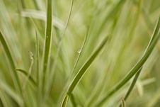 Dew On Grass Stock Image Dew On Grass Stock Image