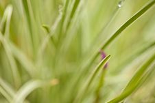 Dew On Grass Royalty Free Stock Photo Dew On Grass Royalty Free Stock Photo