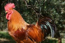 Cockerel Stock Photography Cockerel Stock Photography