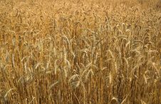 Gold Wheat Stock Photos Gold Wheat Stock Photos