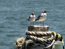 Seagull Couple Horizontal Stock Photos Seagull Couple Horizontal Stock Photos