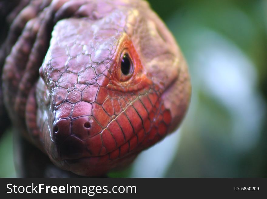 Close up photo of a lizard. Close up photo of a lizard