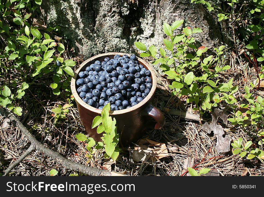 Many antioxidant berry in green forest