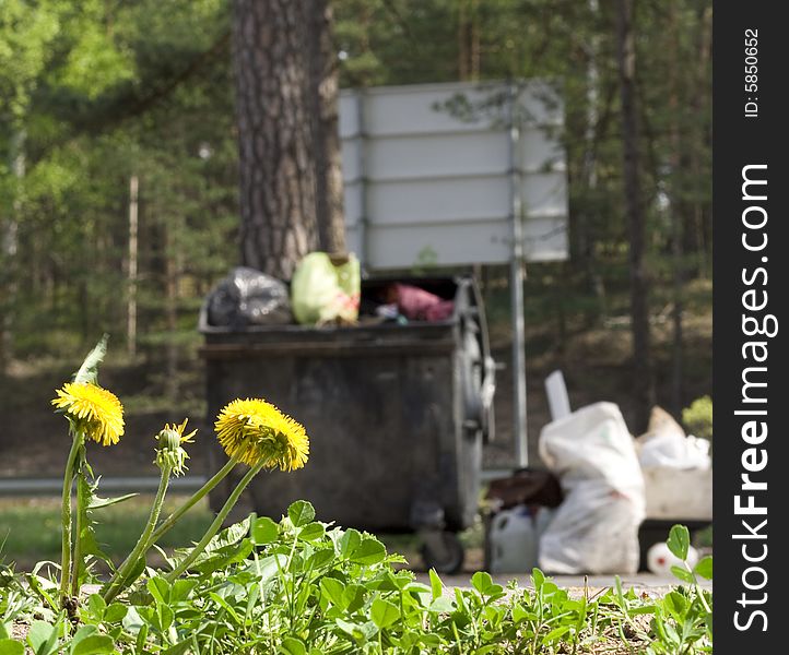 Dandelion and garbage on the roadside