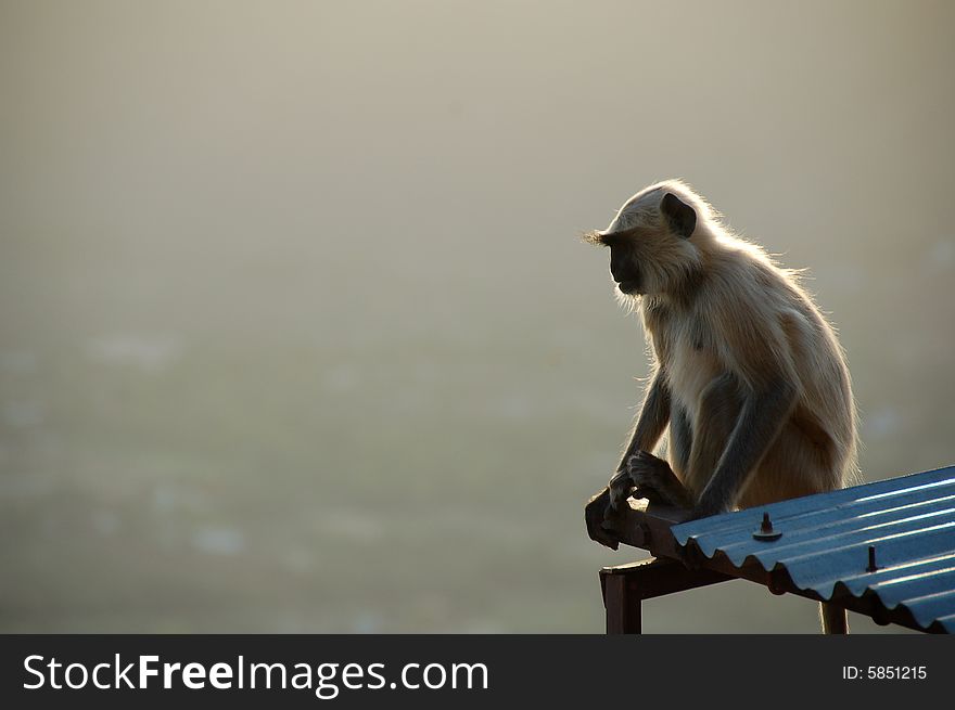 Monkey enjoying view