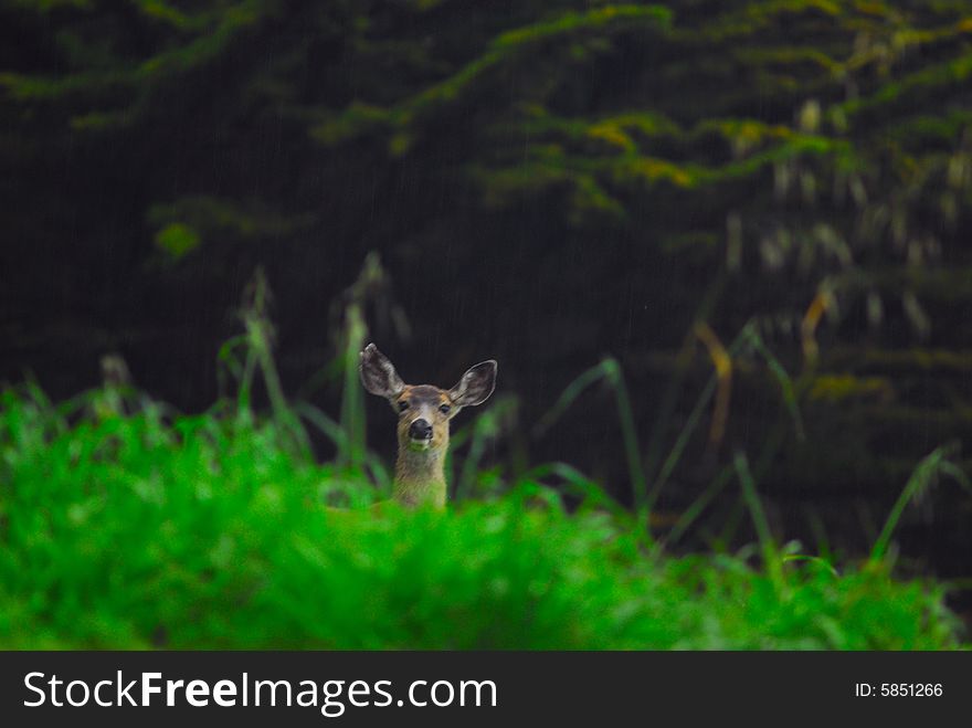 The curiosity of this deer was peaking thru the tall weeds. The curiosity of this deer was peaking thru the tall weeds