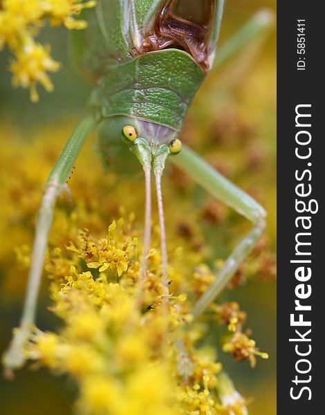 Katydid on Golden Rod