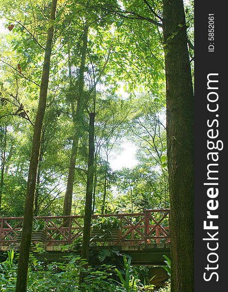 The forest in baiyun mountain china.