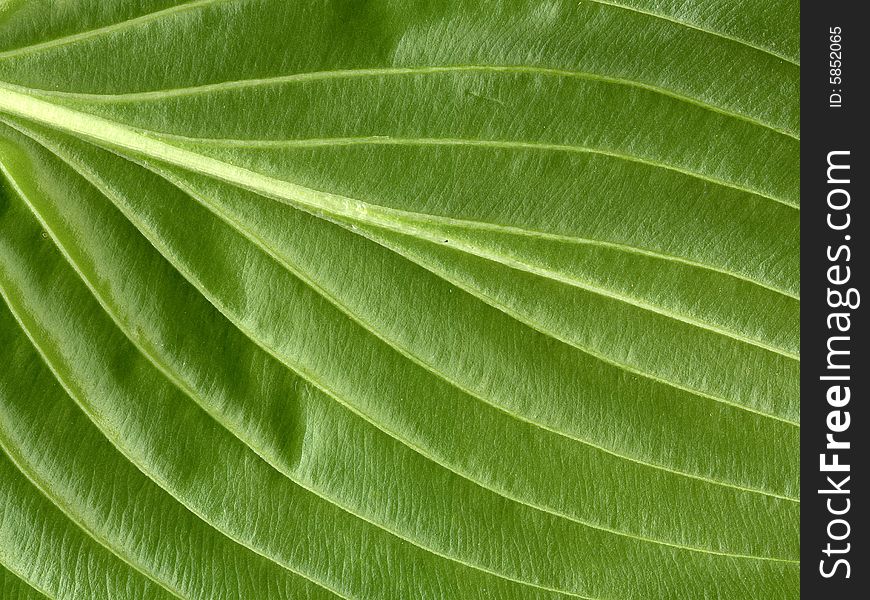 Scan of veins of surface of green leaf. Scan of veins of surface of green leaf