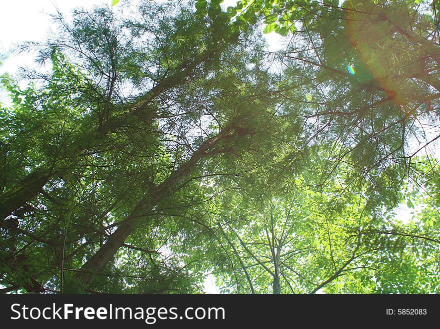 The forest in baiyun mountain china.