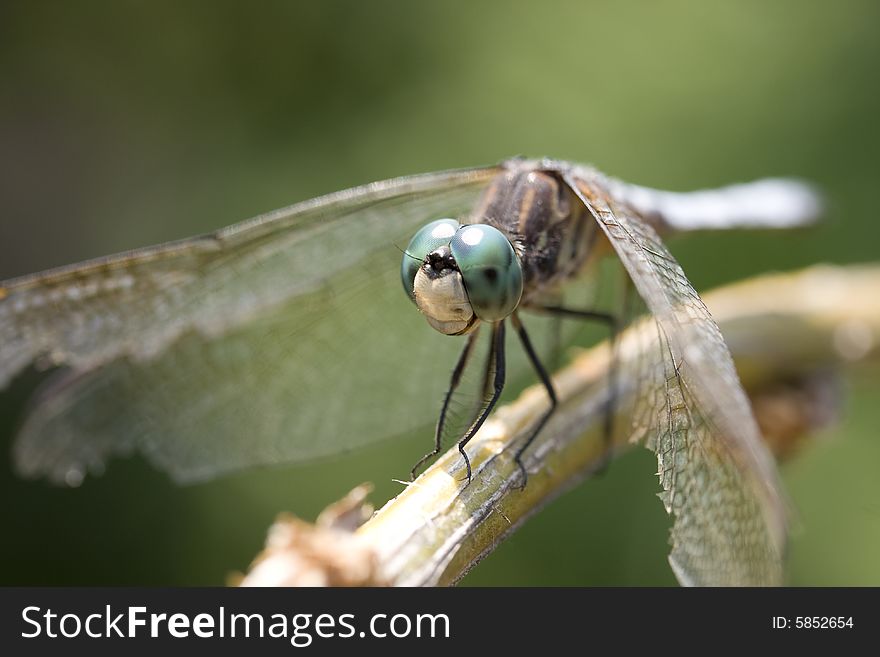 Dragonfly on Branch