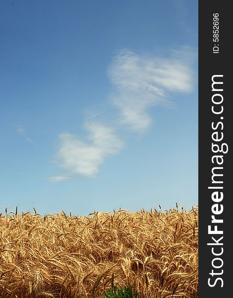 Vertical view of golden ripe wheat field and blue sky with few clouds. Vertical view of golden ripe wheat field and blue sky with few clouds