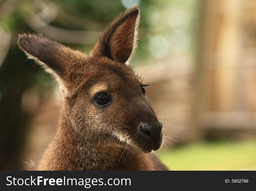 Close-up of young mother wallaby at the zoo in the summertime