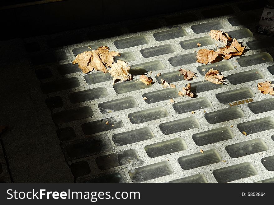 Dry Leaves On Ground