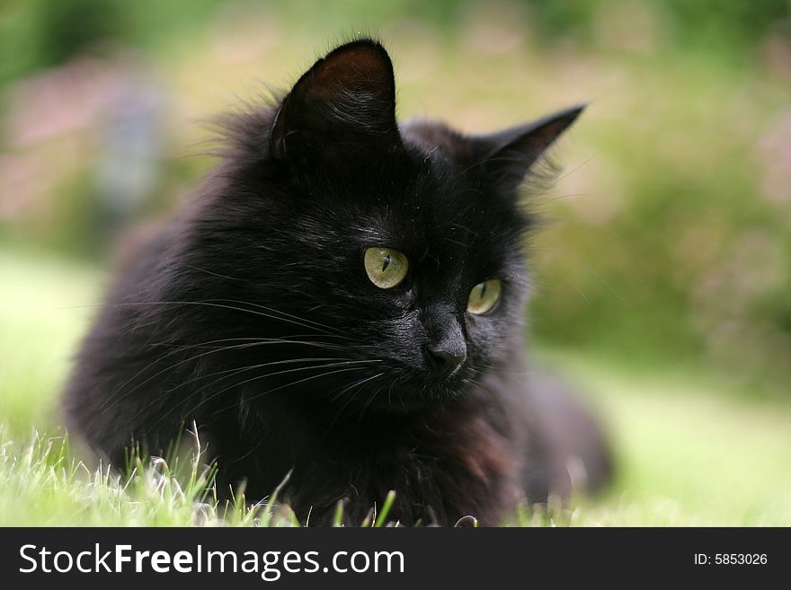 Black cat on a green grass