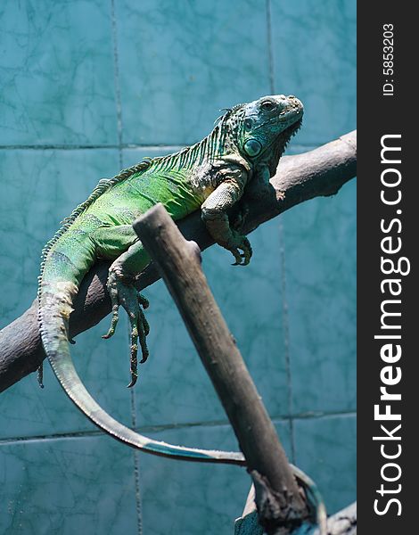 Iguana crouching on wooden branch