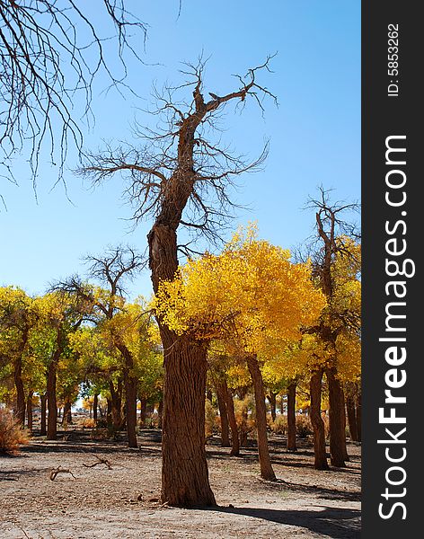 Golden Yellow Poplar Tree And Blue Color Sky