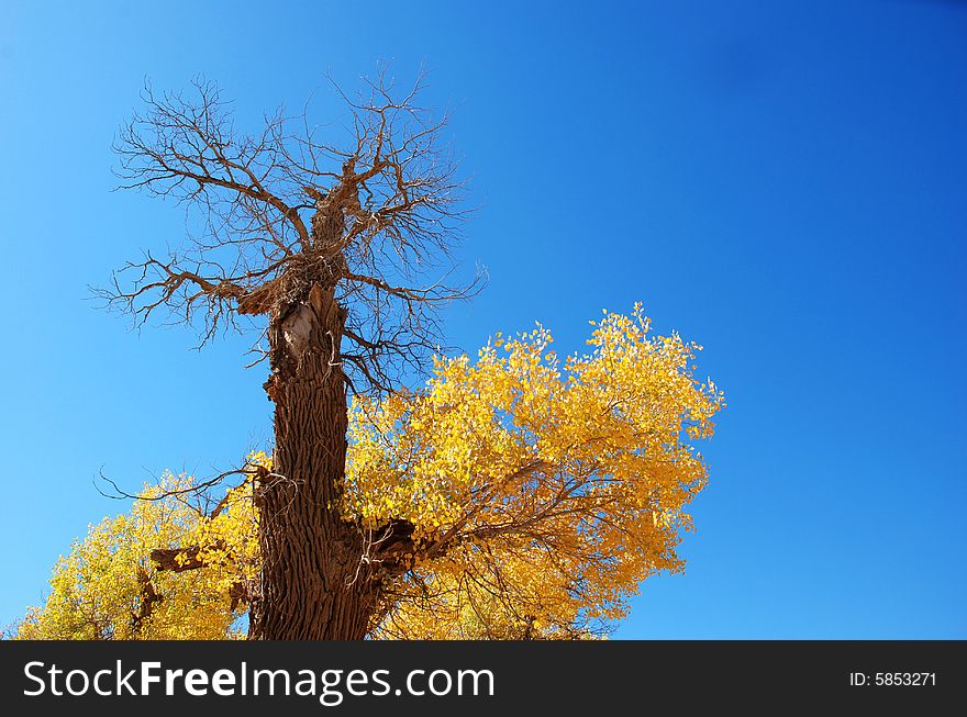 Golden yellow Poplar tree and blue color sky is beautiful
