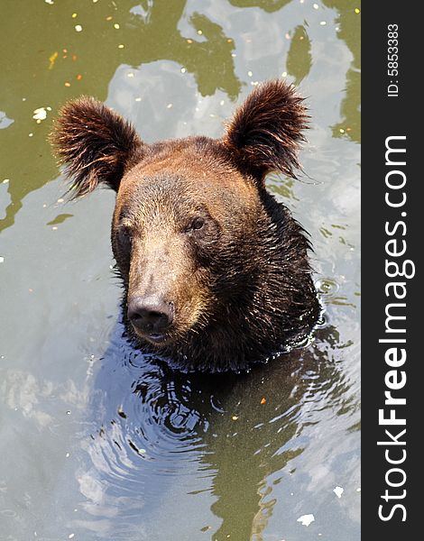 Brown bear spent a hot summer day in water