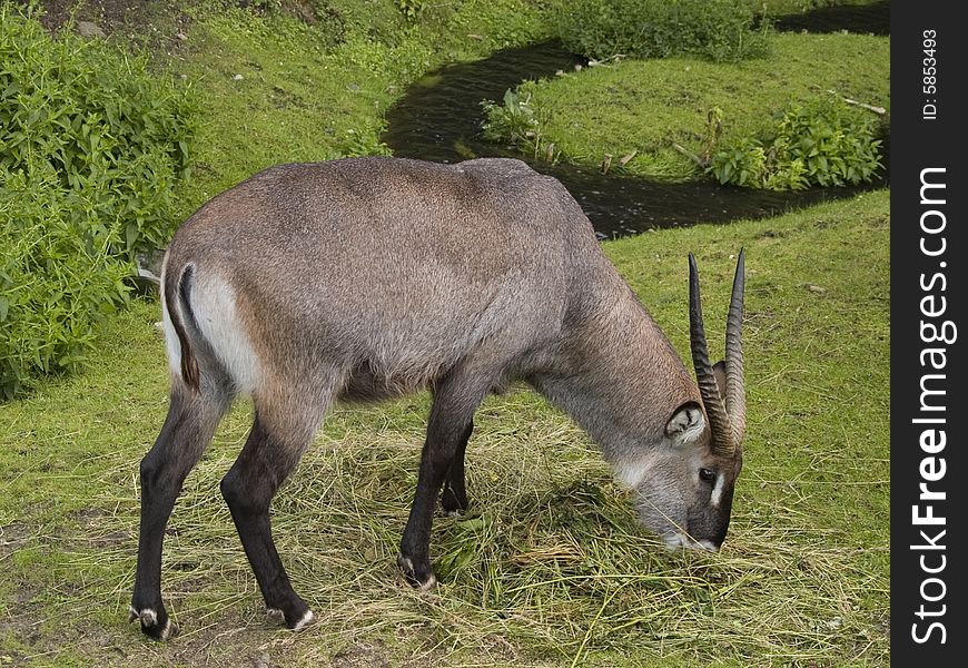 An antelope grazing in a national park