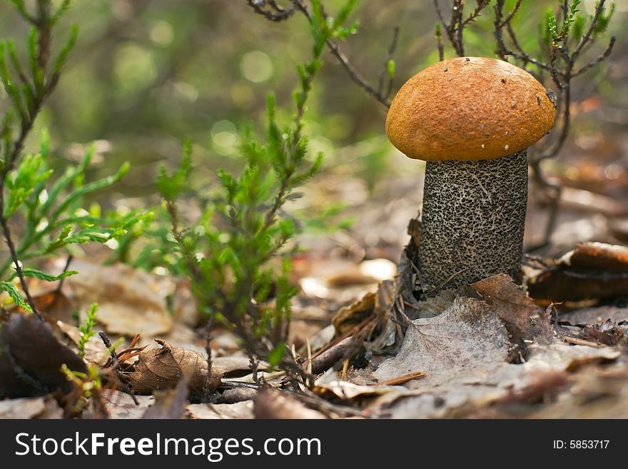 Small orange-cup boletus (aspen mushroom) close up