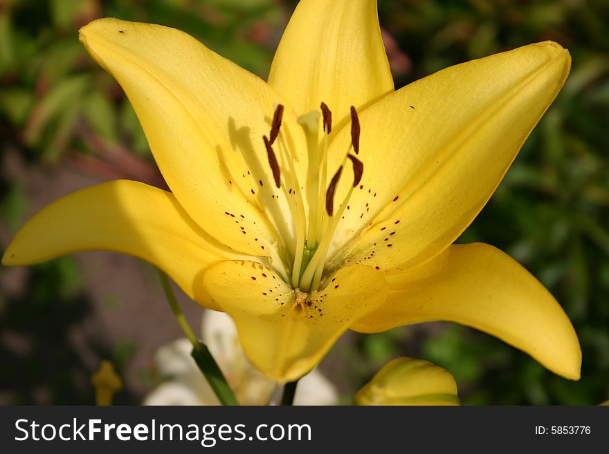 Nice yellow Lily in the garden. Nice yellow Lily in the garden