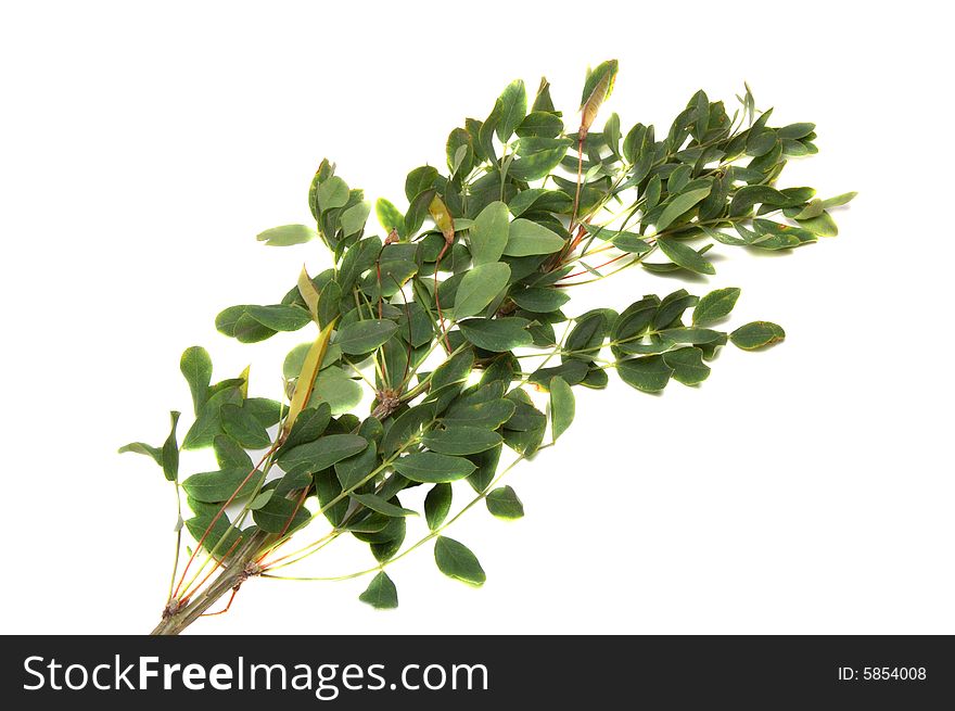 Branch of an acacia with pods isolated on a white background
