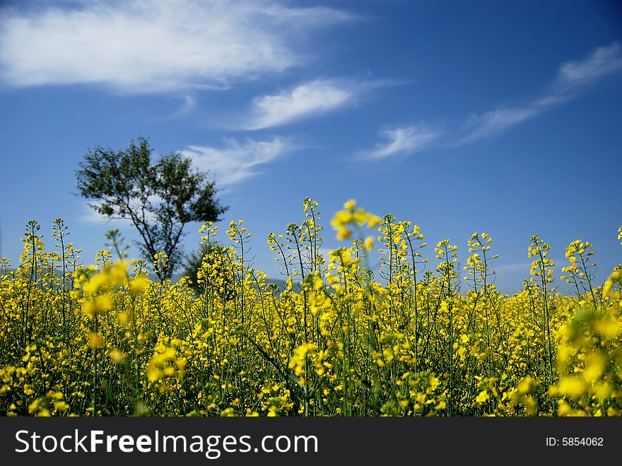 Tree And Rape-flower