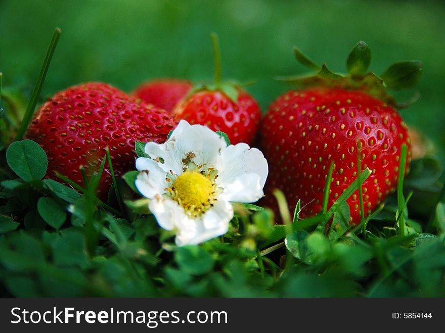 Strawberry in green grass with a while flower