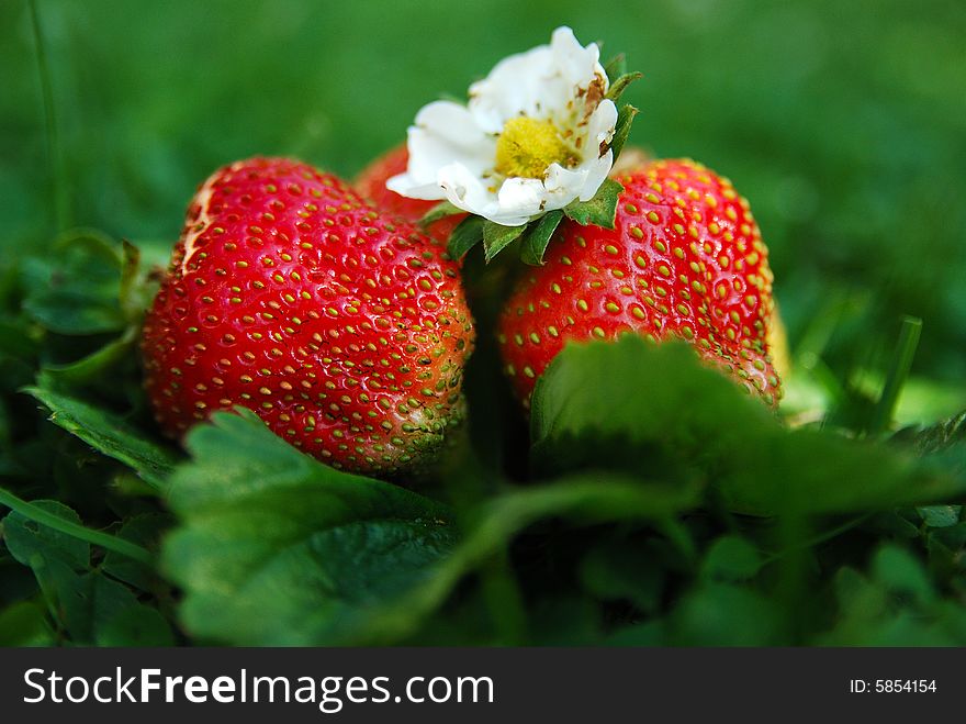 Strawberry in green grass with white flower