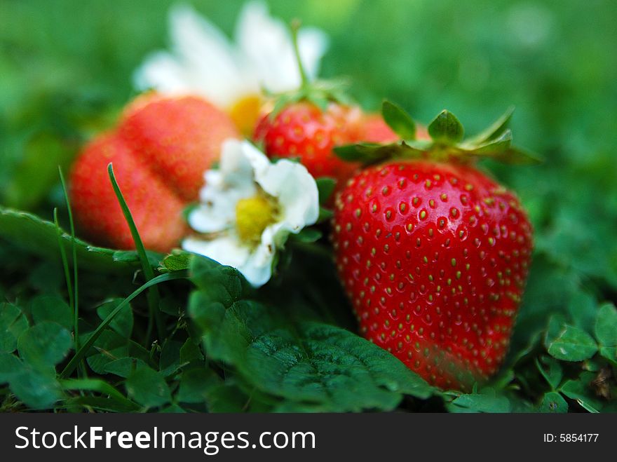 Strawberry in green grass with white flower