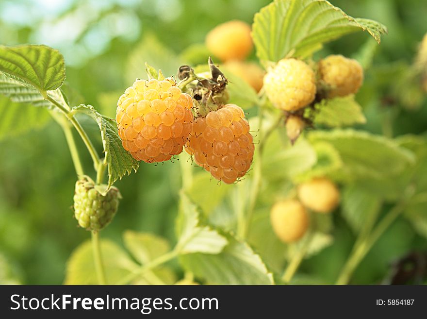 Yellow raspberry,focus on a foreground