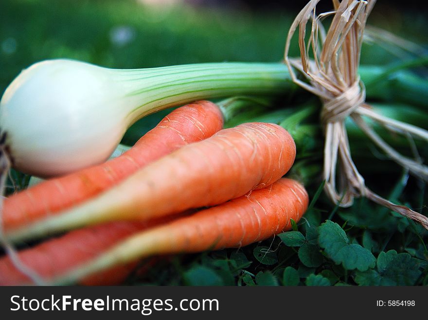 Carrot and onions tied up together in green grass