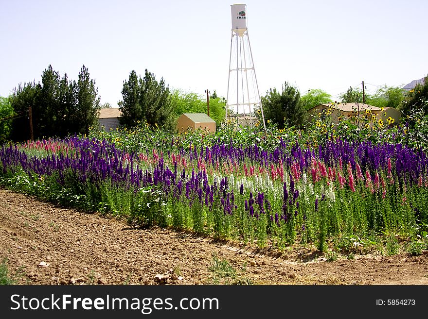 Field of flowers with water tower