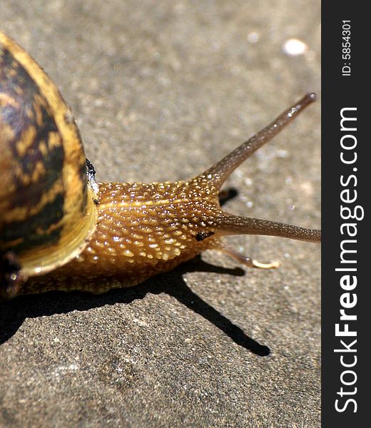 Image of details of a snails