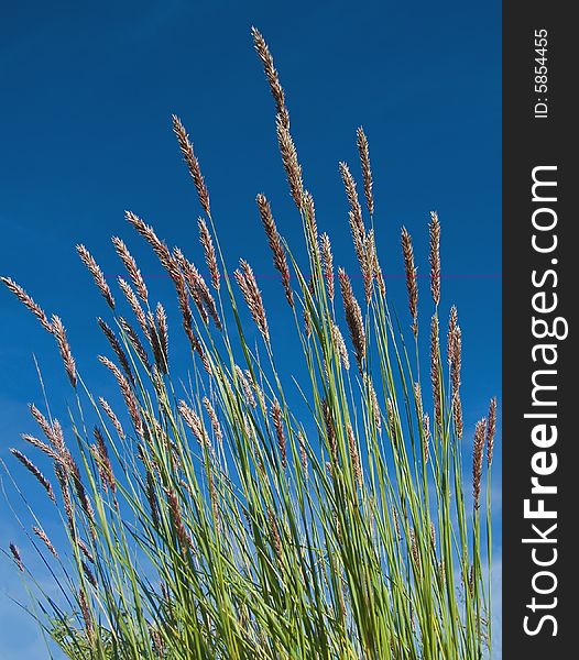 Green grass and blue sky